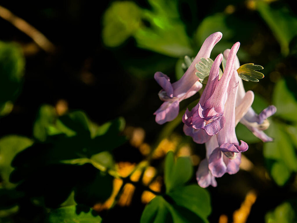 Corydalis adında bir menekşe çiçeği iğnesi. Seçici odak. - Fotoğraf, Görsel
