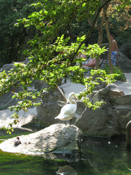 Joutsen istuu kivellä puistossa vihreällä järvellä.
. - Valokuva, kuva