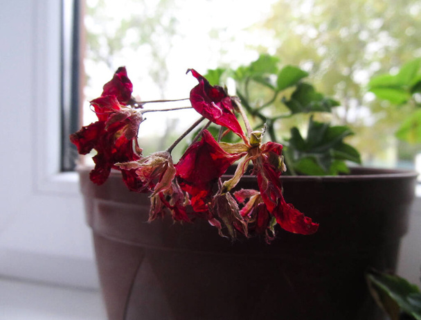 цветочный горшок с увядшими цветами
 - Фото, изображение