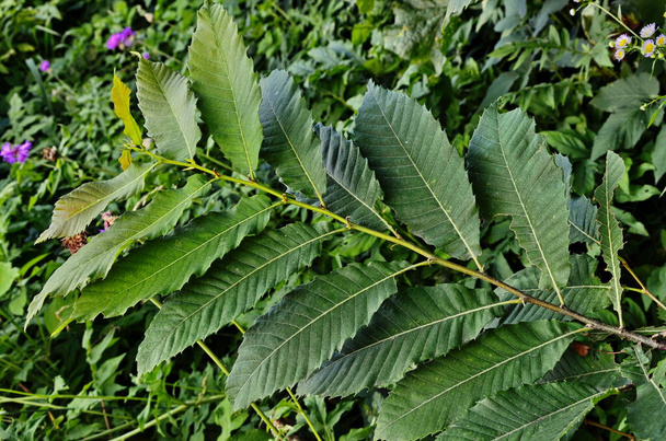 Follaje de verano del castaño dulce de hoja variada (Castanea sativa 'Albomarginata') en un jardín rural
 - Foto, imagen