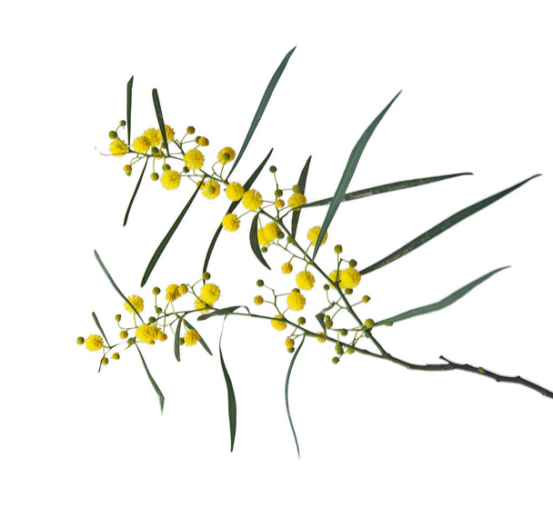 Close up of Acacia saligna - 写真・画像