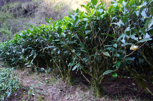 piantagione di tè nella provincia del Fujian, Cina
 - Foto, immagini