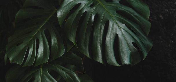 Texture of monstera leaf on dark background. - Photo, Image