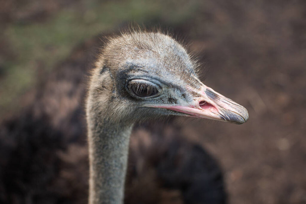 Ostrich bird head and neck front portrait in the park. Curious african ostrich walking at the ostrich farm. - Фото, изображение