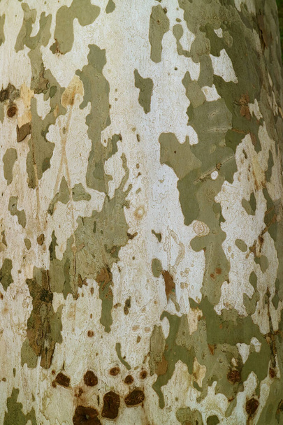 Sycamore Tree Barkのユニークなカモフラージュ柄の垂直画像 - 写真・画像