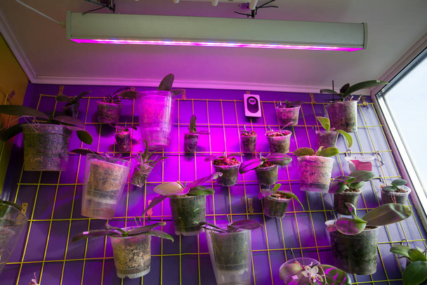 Een bedrijf met tropische planten en fotolampen zonder mensen - Foto, afbeelding