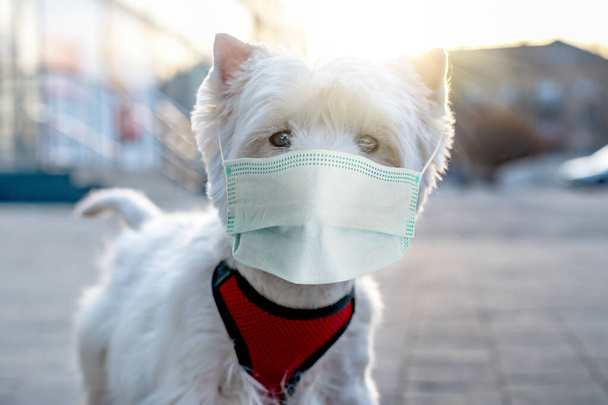 Coronavirus pandémico COVID-19. Máscara médica, protección contra el coronavirus y otros virus en el perro. Retrato de perro blanco
  - Foto, imagen