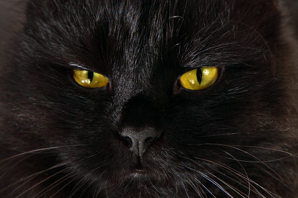 Тяжёлая чёрная кошка смотрит на тебя ярко-жёлтыми глазами.
 - Фото, изображение