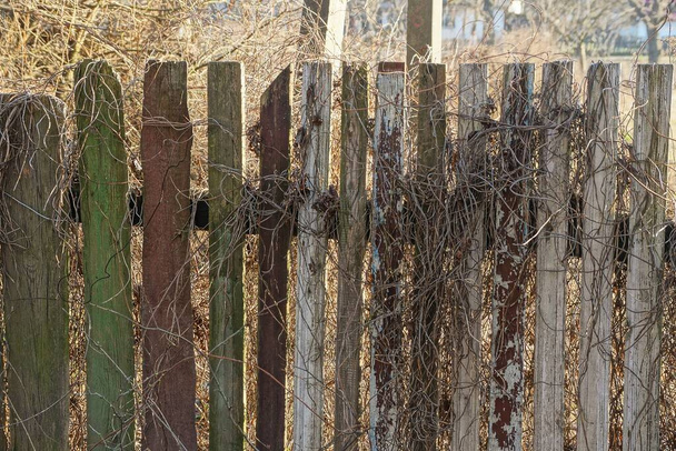 partie d'une vieille clôture en bois recouverte d'une végétation grise sèche sur une rue rurale
 - Photo, image