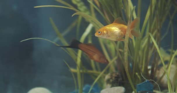 Zlatá ryba v akváriu mezi řasami - Záběry, video