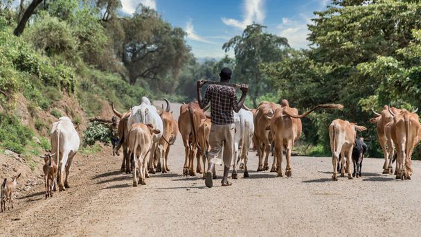 Omo-vallei, Ethiopië - September 2017: koeien en koeien in de Omo vallei van Ethiopië - Foto, afbeelding