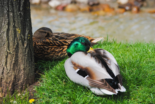 Una imagen en color de una pareja salvaje de patos Mallard descansando juntos en la hierba junto al río (Anas platyrhynchos
) - Foto, Imagen