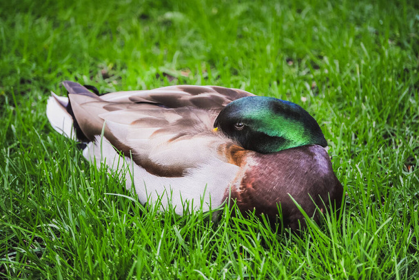 Una imagen en color de un pato salvaje Mallard descansando sobre la hierba (Anas platyrhynchos
)  - Foto, imagen