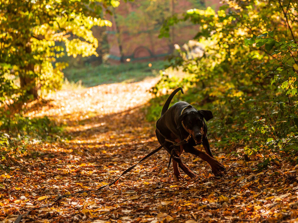 Black dog Doberman on the background of the autumn forest - Φωτογραφία, εικόνα