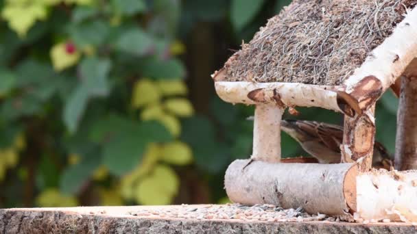 De video toont een vogelvoeder van hout. Af en toe stroomt er een vogeltje over hem heen en neemt voedsel mee.. - Video