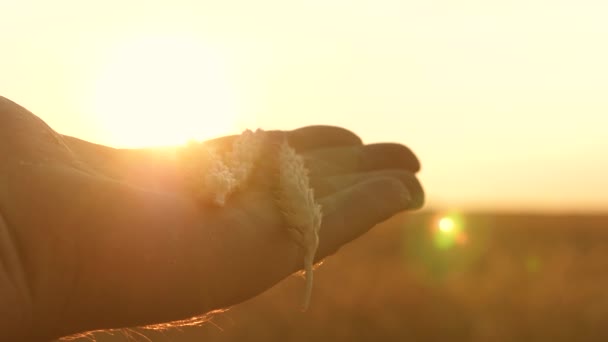 Farmáři prsty pšeničné uši na dlani v paprscích slunce, detailní. Agronom si prohlíží pole zralého obilí. farmář na pšeničném poli při západu slunce. Zemědělský koncept. zemědělský obchod. - Záběry, video