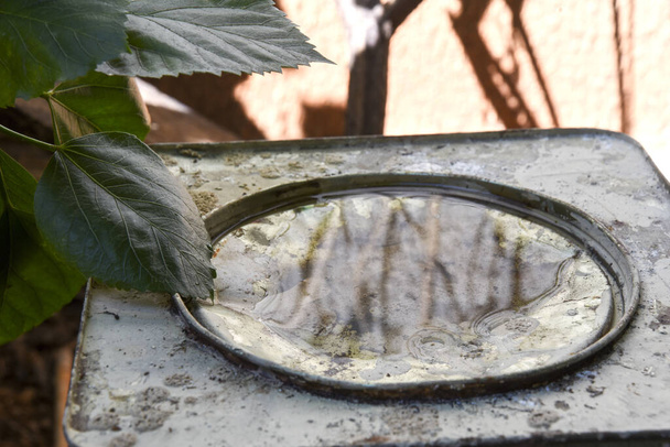 tigela de plástico abandonado em um vaso com água estagnada dentro. vista de perto. mosquitos em potencial terreno fértil - Foto, Imagem