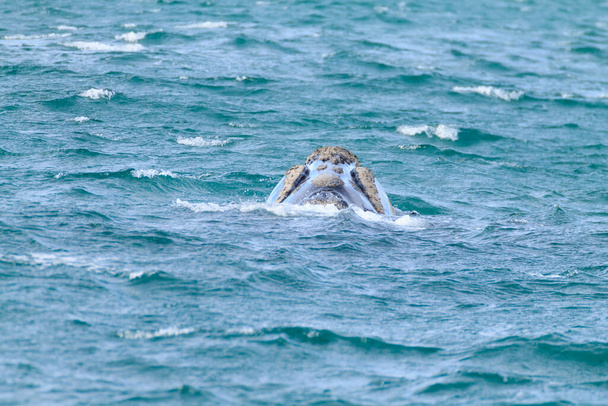 Avistamiento de ballenas desde la Península de Valdés, Argentina. Ballena en el agua. Vida silvestre
 - Foto, Imagen