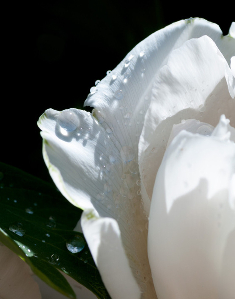 white flower with water droplets on the petals - Photo, Image
