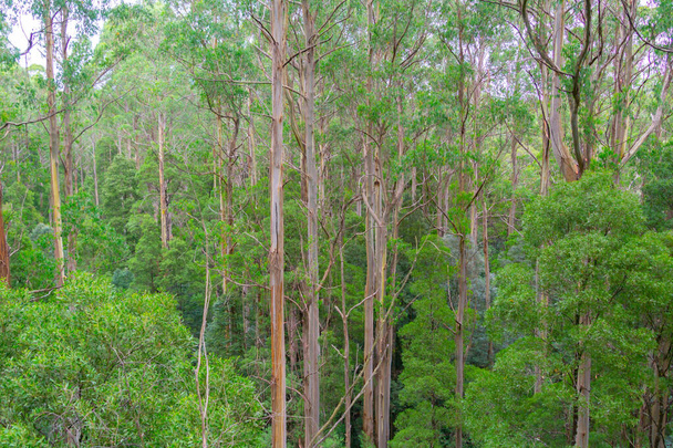 Typical Australian rainforest  with tall eucalyptus and other trees forming canopy over forest below. - Photo, Image