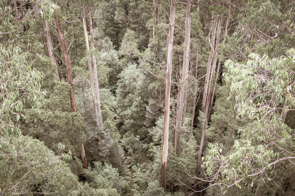 Australia rainforest floor from high point of view looking down tree trunks to ferns and undergrowth in Otway Ranges Victoria in aged effect image. - Foto, afbeelding