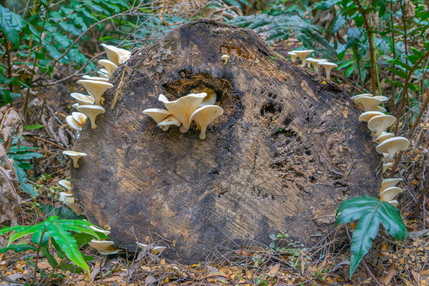 Fungo de porcelana branca crescendo no toco de árvore morta na floresta tropical em Victoria Austrália
. - Foto, Imagem