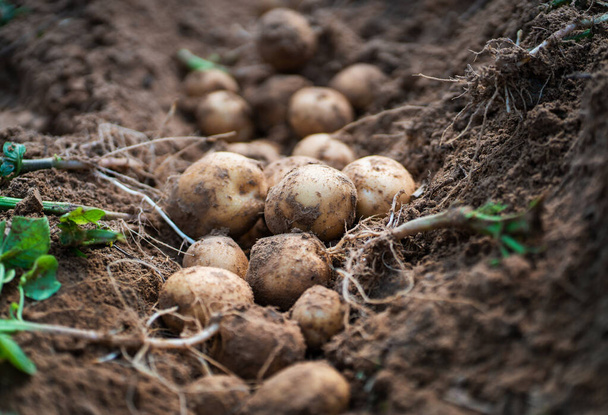 畑の新鮮な有機ジャガイモ、土壌からジャガイモを収穫する. - 写真・画像
