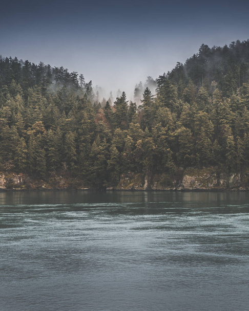 Krásný les na pobřeží. Fotografie pořízená z Ferry mezi Victorií a Vancouverem v Kanadě - Fotografie, Obrázek