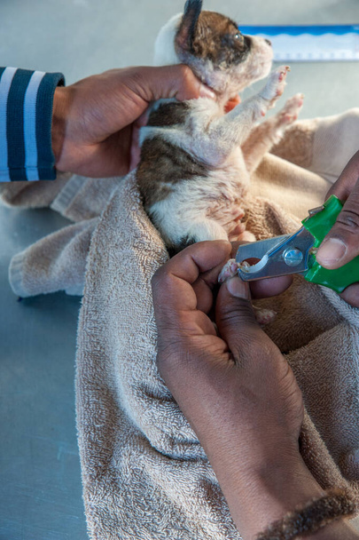 giovane cane avere le unghie tagliate su un camion veterinario mobile in una township in Sud Africa
 - Foto, immagini