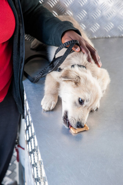 jovem cão come um biscoito de cão em um caminhão veterinário móvel em um município da África do Sul
 - Foto, Imagem