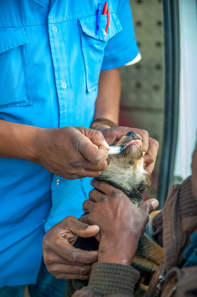 Unterernährter Hund erhält Anti-Wurmflüssigkeit bei einem mobilen Tierarzt in einem Township in Südafrika - Foto, Bild