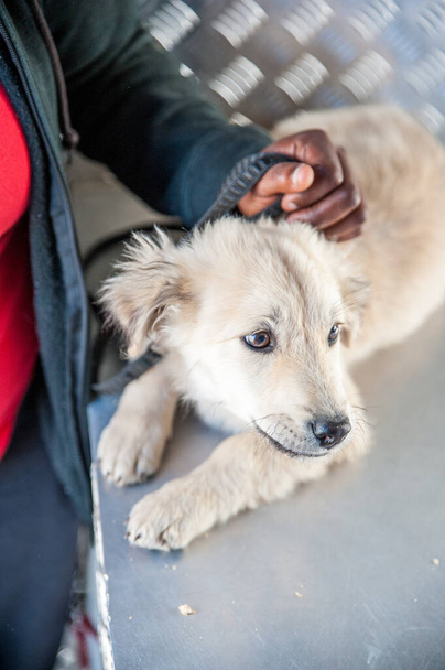 Genç köpek, Güney Afrika 'nın bir kasabasında gezici bir veteriner kamyonunda köpek bisküvisi yiyor. - Fotoğraf, Görsel