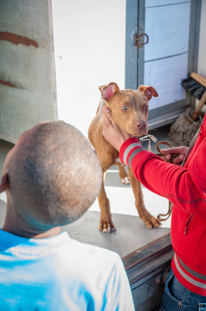 un cane ferito è tenuto durante la visita di un veterinario mobile in una cittadina del Sud Africa
 - Foto, immagini
