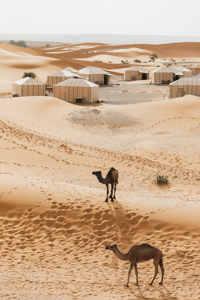 Fas Sahra Çölü 'ndeki modern lüks glamping kampının yanında iki deve. Etrafta kum tepeleri var. Birçok beyaz modern eko çadırı. - Fotoğraf, Görsel