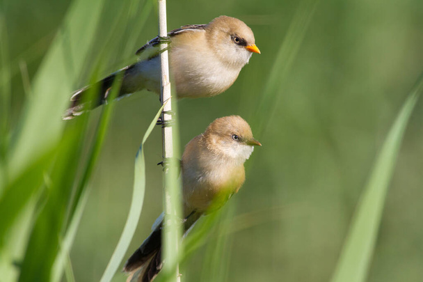 Bearded tit, Panurus biarmicus. Young birds, male, female. Morning, dawn, river. Posterity - Foto, imagen