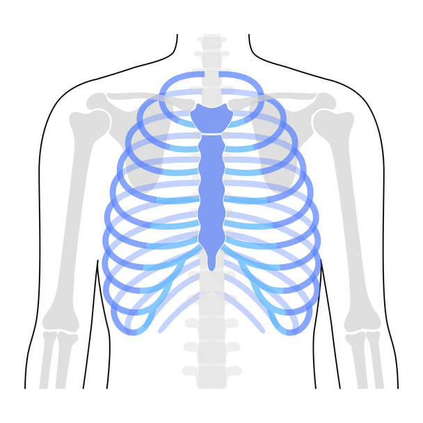 Anatomie lidského hrudního koše - Vektor, obrázek
