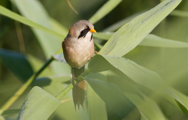 Bearded tit, Panurus biarmicus. Adult male, father of chicks - Photo, image