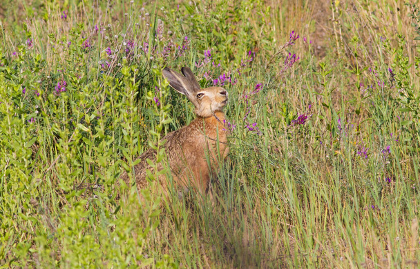 Brown hare, lepus europaeus, european hare - Foto, imagen