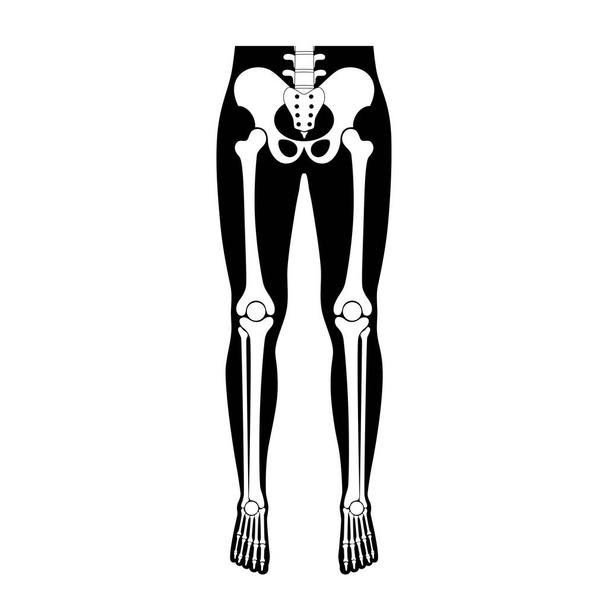 Ανθρώπινη ανατομία οστών ποδιών.  - Διάνυσμα, εικόνα