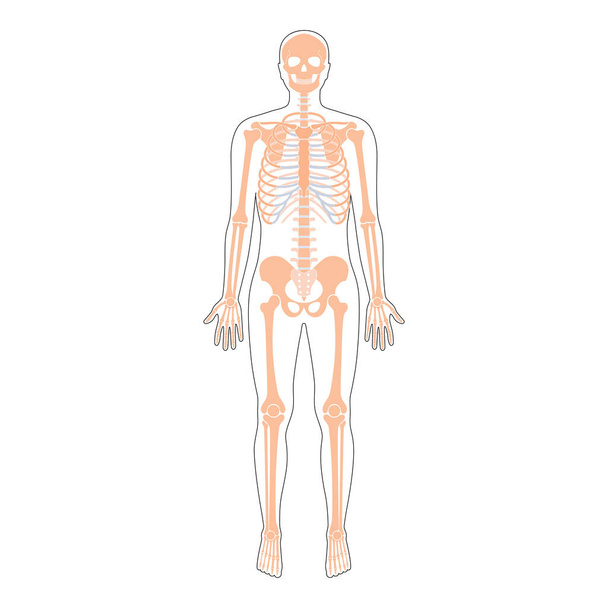 Ανατομία σκελετού ανθρώπου - Διάνυσμα, εικόνα