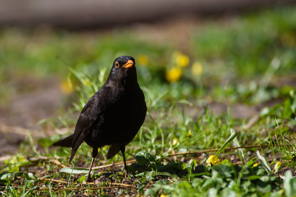 Pájaro negro común macho, turdus merula. Pájaro sobre hierba en el parque. Temporada de primavera
. - Foto, imagen