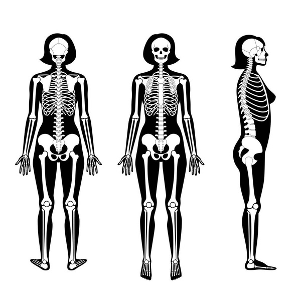 anatomia do esqueleto da mulher
 - Vetor, Imagem