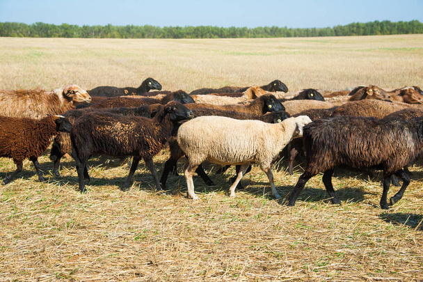 Flock of sheep on the meadow. Sheep running - Φωτογραφία, εικόνα