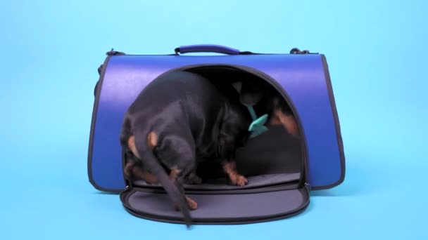Bolso de transporte para perros con lindo dachshund negro y bronceado con pajarita turquesa en el interior
. - Metraje, vídeo