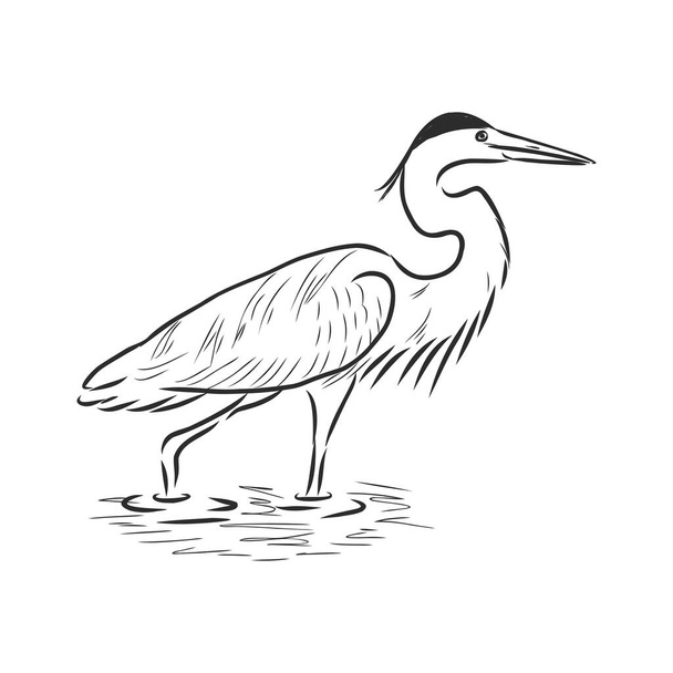 Hand drawn realistic sketch of rufous night heron perched on a branch - Vector, Image