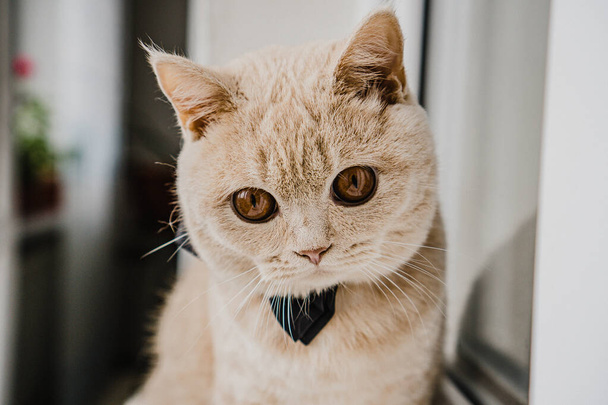 british shorthair cat with a black bow tie sits on a window - Foto, immagini