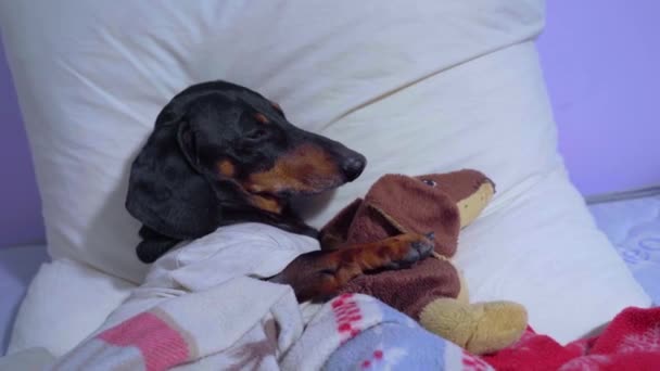 El perro duerme en la cama sobre la almohada bajo la manta con el juguete suave favorito en forma de salchicha en el abrazo. De repente algo despierta a la mascota y abre los ojos. Problema psicológico que causa ansiedad e insomnio
. - Metraje, vídeo