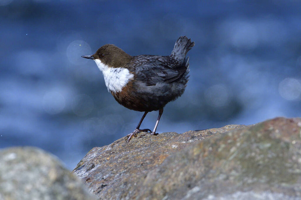 White-throated dipper in spring in saxon - Photo, Image