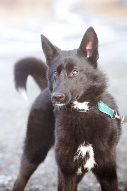 Красивий чорний собака. Портрет красивого розумного чорношкірого собаки. монгольський чорний собака
 - Фото, зображення