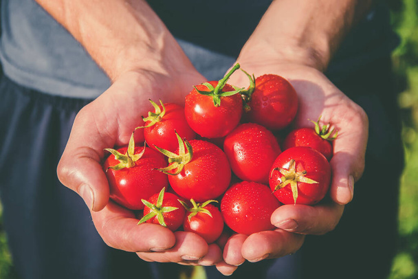 Un hombre en el jardín con tomates en las manos. Enfoque selectivo. naturaleza
. - Foto, Imagen